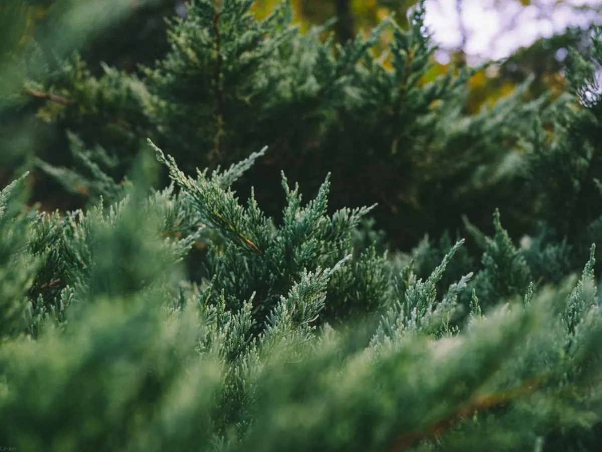 juniper tree